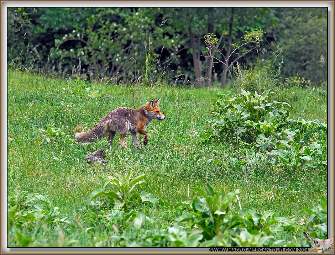 Renard